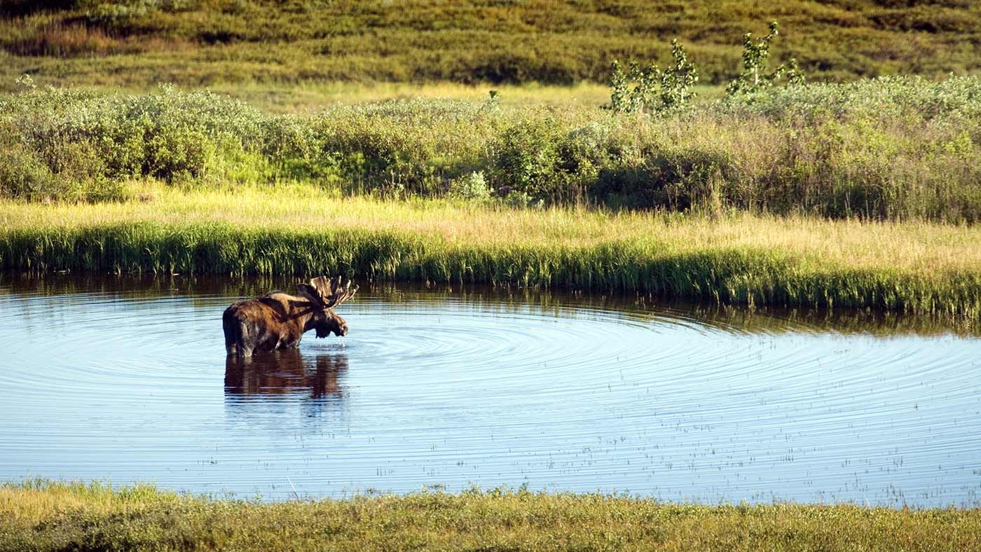 Alaskan moose at Denali National Park 