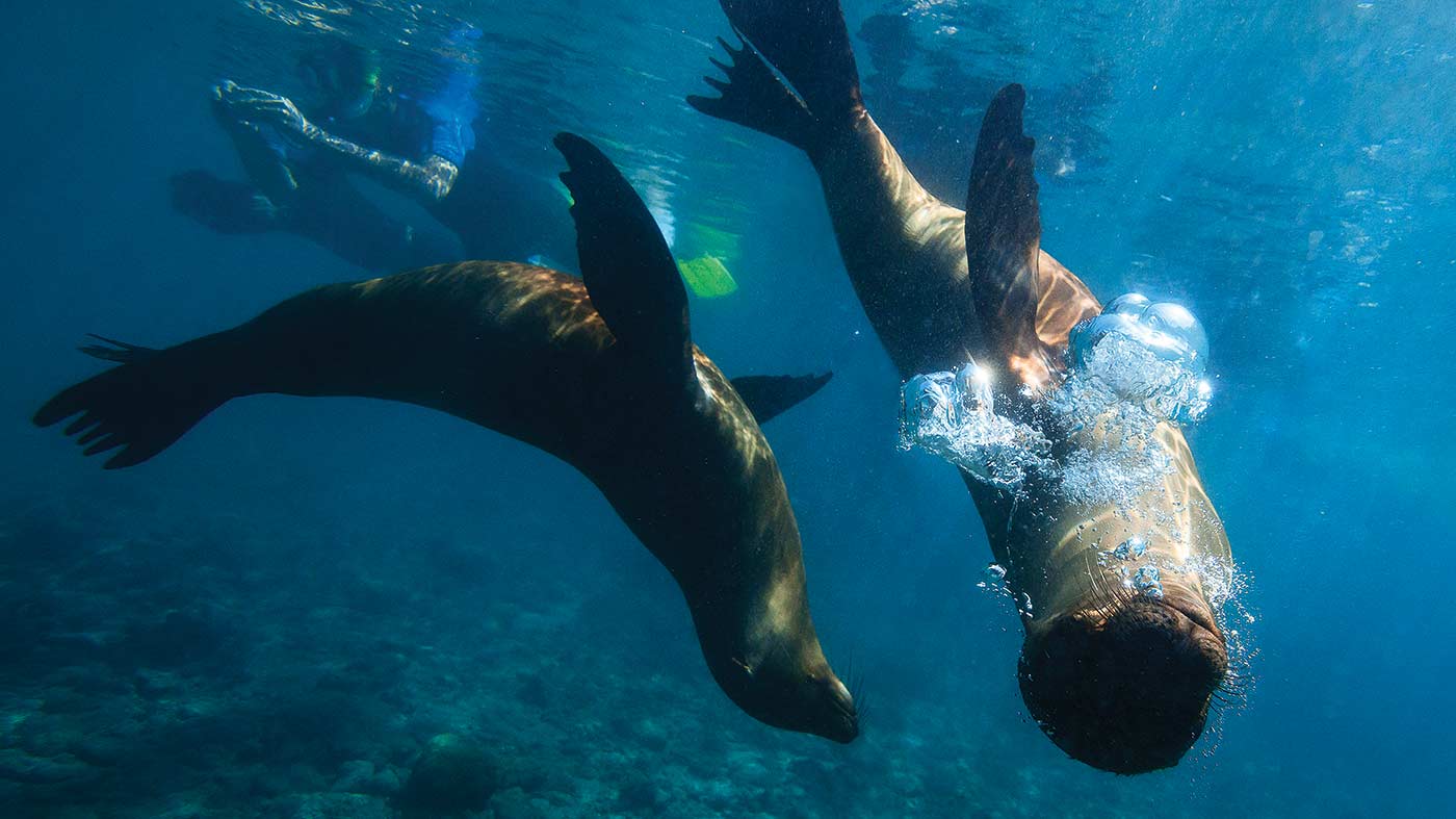 eye-opening-vacation-experiences-galapagos-sea-lions