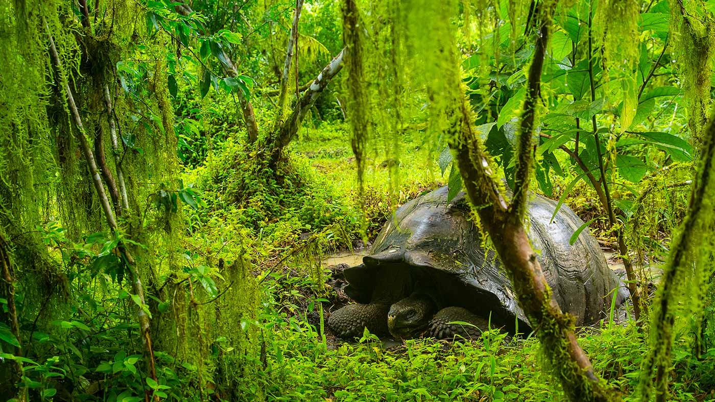 massive Galapagos tortoise inspired Charles Darwin