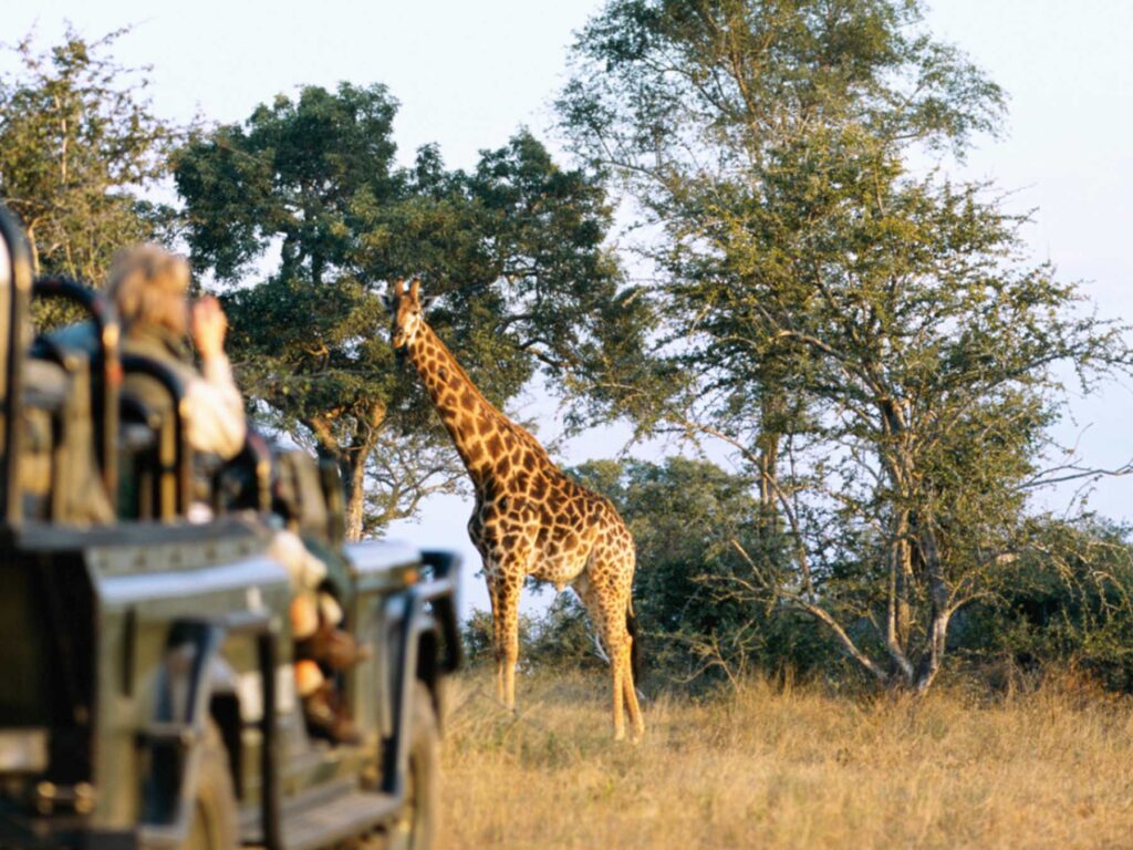 Giraffe in Africa safari