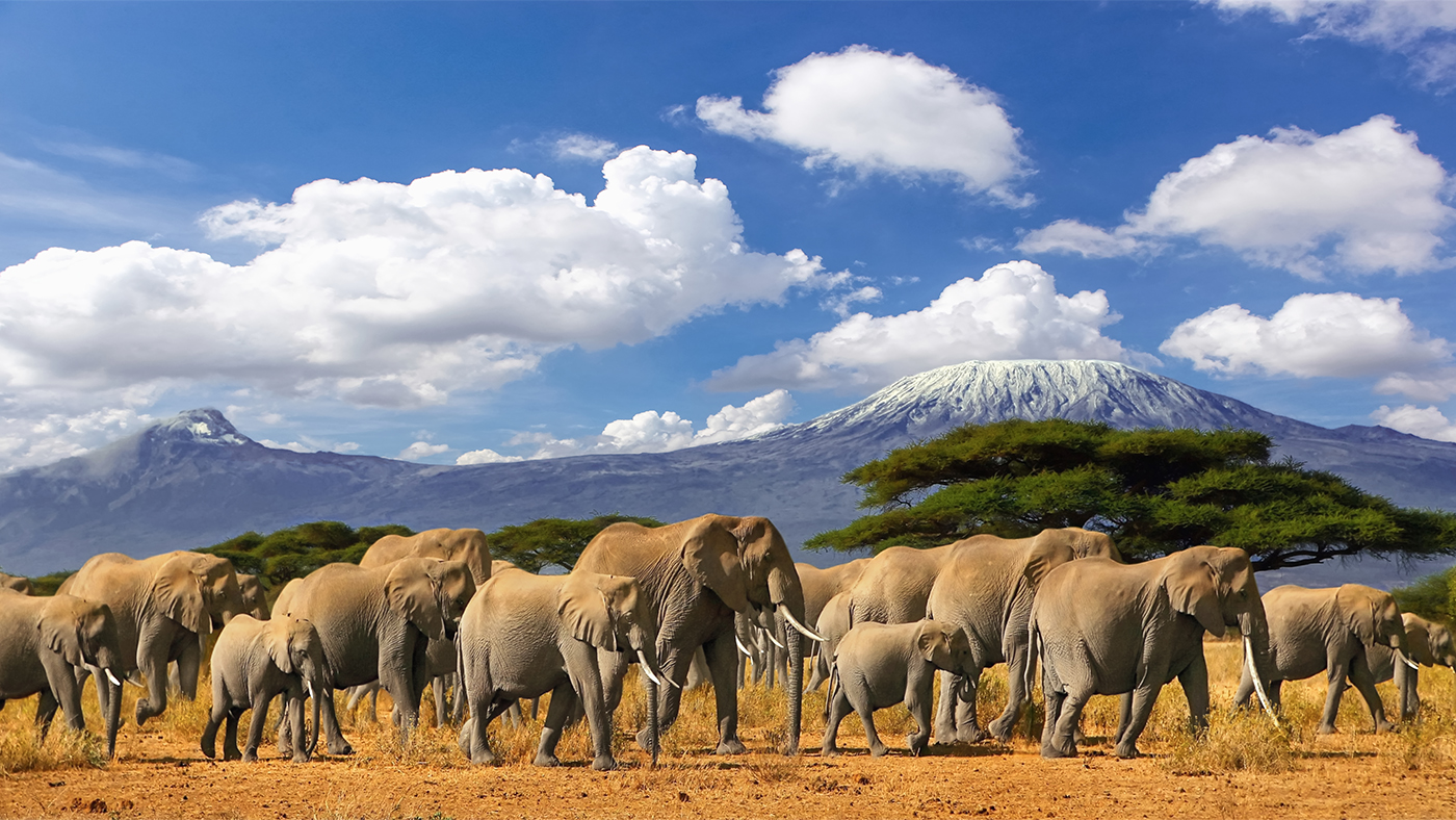 Mt Kilimanjaro Tanzania, large herd of african elephants and snow capped mountain, taken on a safari trip in Kenya with cloudy blue sky. Africas highest point with largest mammals savannah landscape.
